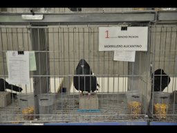 Concurso de Palomas 2012